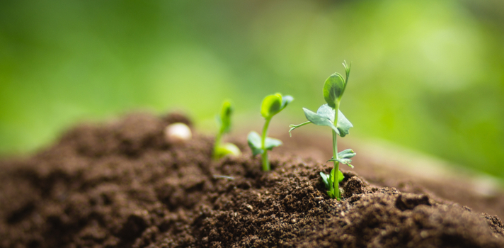 La Educacion Medioambiental En Argentina